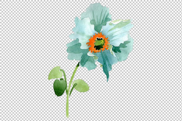 Turquoise poppy Watercolor png Flower