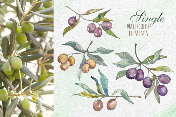 Tuscan Olives green Watercolor png Digital
