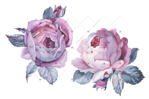 Two Pink Roses Png Watercolor Set Flower