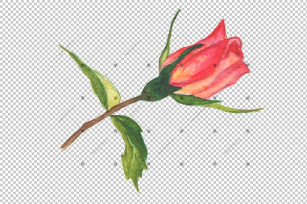 Two Red Roses Png Watercolor Set Flower