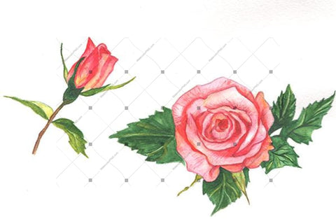 Two Red Roses Png Watercolor Set Flower