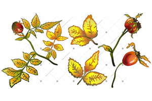 Vector Autumn Yellow Rose Hip Plant Png Set Flower