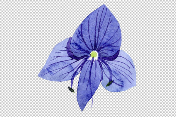 Veronica flower blue Watercolor png Flower