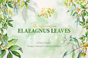 Watercolor Green Elaeagnus leaves PNG Digital