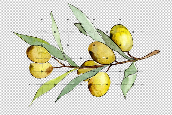 Watercolor Olives Png Set Digital