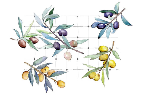 Watercolor Olives Png Set Digital