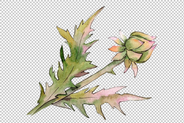 Watercolor thistle png Flower