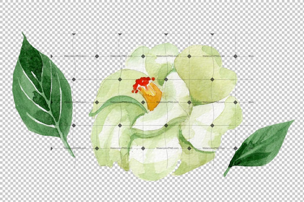 White Camellia Wildflower Png Watercolor Set Flower