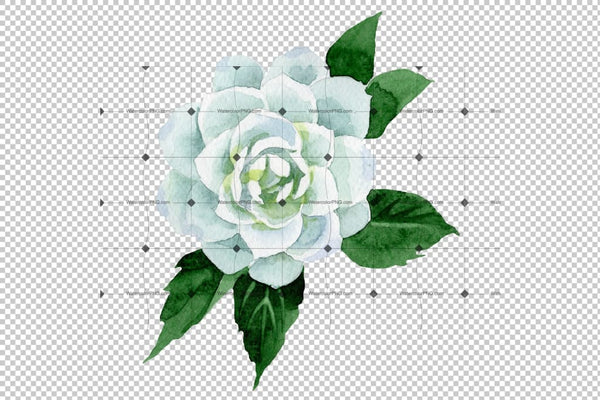 White Camellia Wildflower Png Watercolor Set Flower