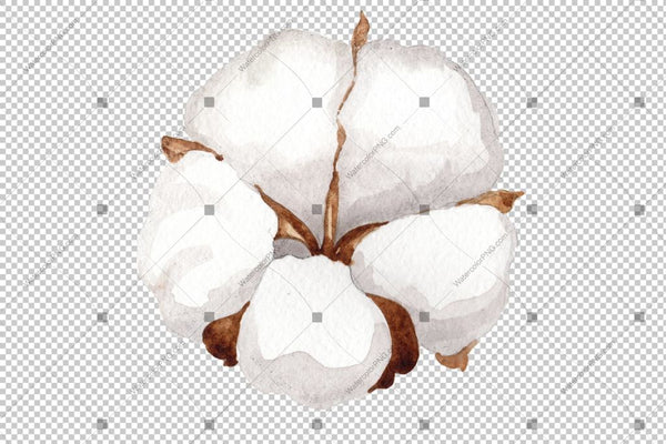 White Cotton Flowers Watercolor Png Flower