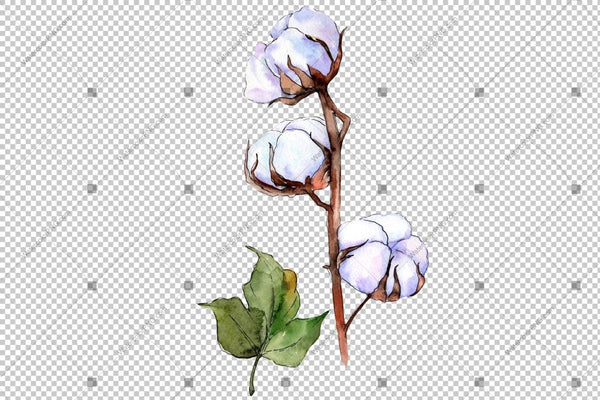 White Cotton Watercolor Flowers Png Flower