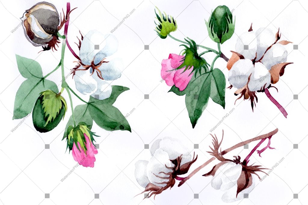 White Cotton With Pink Flowers Watercolor Png Flower