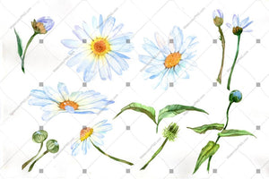 White Daisy Flowers Watercolor Png Flower