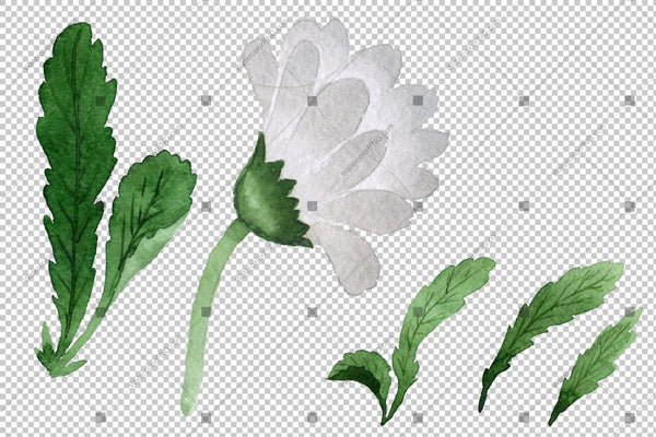 White Daisy Png Flowers Watercolor Flower