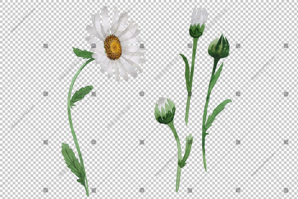 White Daisy Png Flowers Watercolor Flower