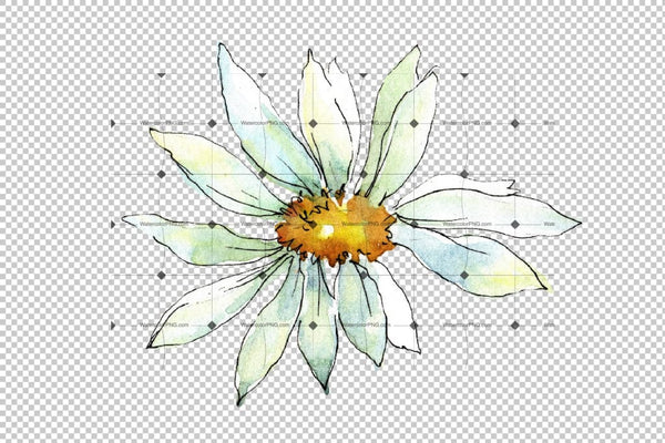 White Daisy Png Watercolor Flower Set Digital