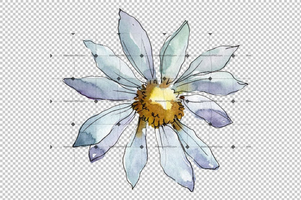 White Daisy Png Watercolor Flower Set Digital