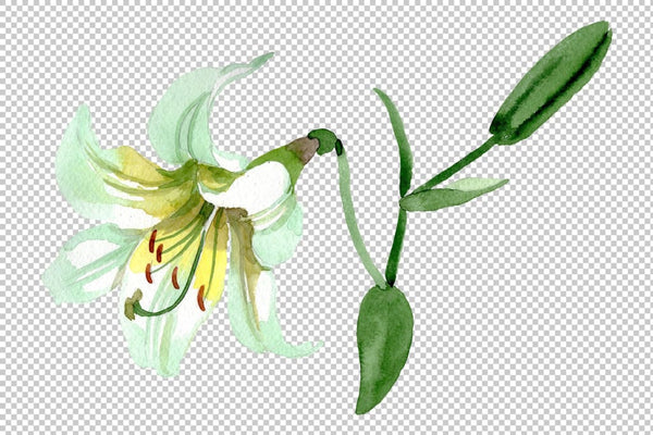 White lilies Watercolor png Flower