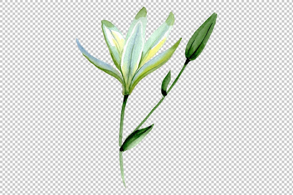 White lilies Watercolor png Flower
