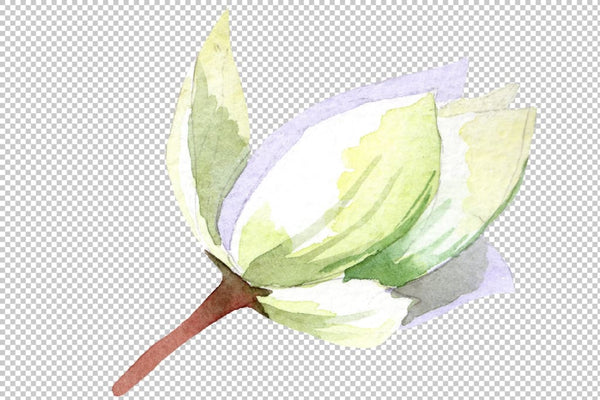 White lotus flower watercolor png Flower