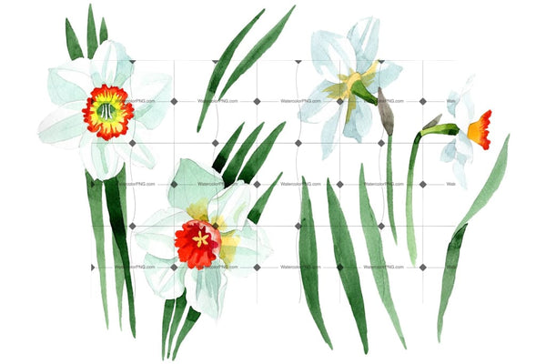 White narcissus Watercolor png Flower