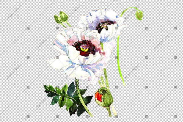 White Poppy Watercolor Flowers Png Flower
