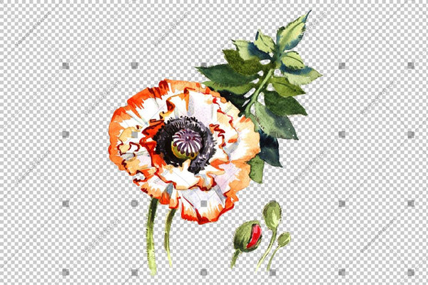 White Poppy Watercolor Flowers Png Flower