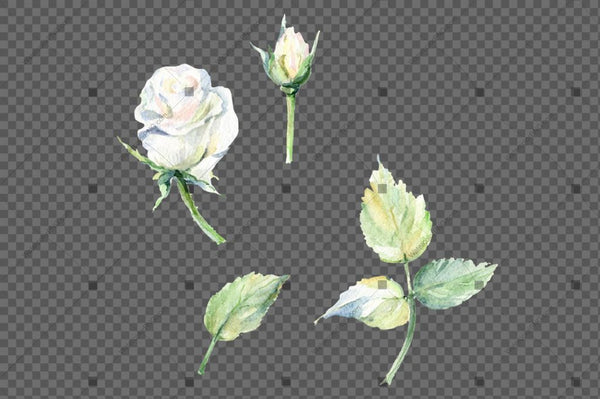 White Rose Watercolor Flowers Png Flower