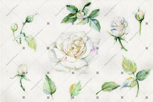 White Rose Watercolor Flowers Png Flower