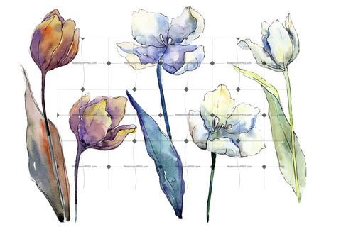 White Tulips Png Watercolor Flower Set Flower