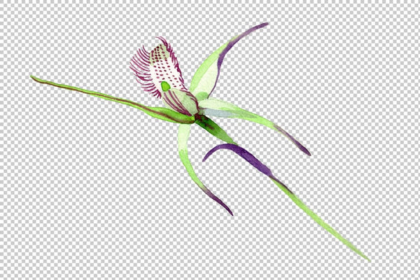 Wild orchid Watercolor png Flower