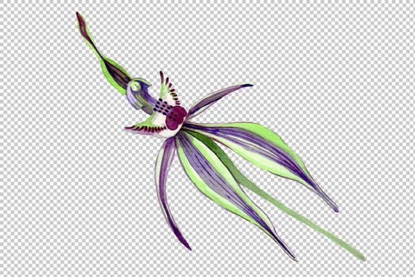 Wild orchid Watercolor png Flower