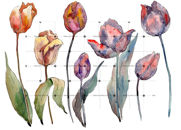 Wildflower Autumn Tulips Png Watercolor Set Flower