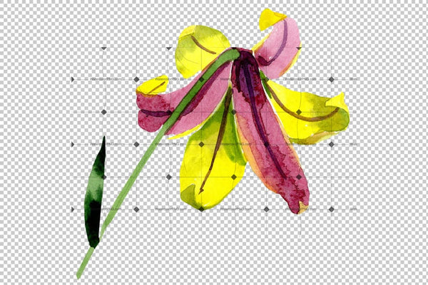 Wildflower Lemon Lily Png Watercolor Set Flower