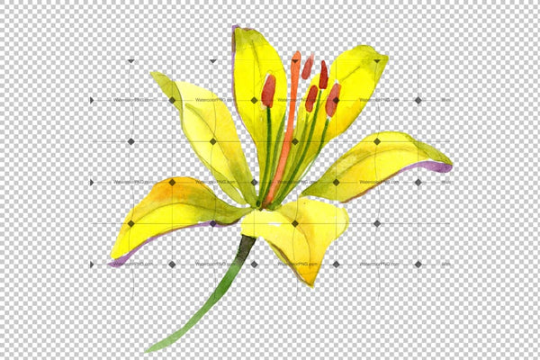Wildflower Lemon Lily Png Watercolor Set Flower