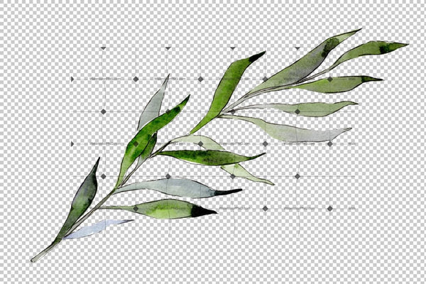 Willow Branches Png Watercolor Set Digital