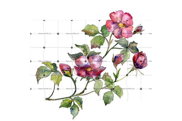 Wonderful Bloom Rose Png Watercolor Set Flower