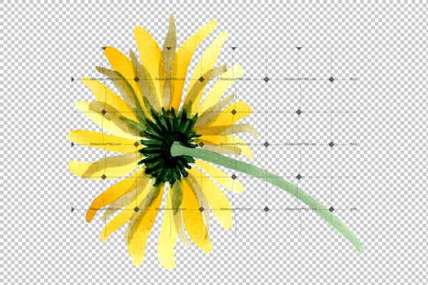 Yellow Chamomile Watercolor Png Flower