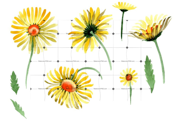 Yellow Chamomile Watercolor Png Flower