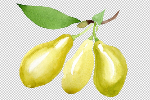 Yellow dogwood Watercolor png Flower