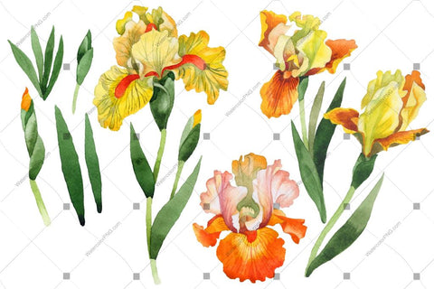 Yellow Irises Flowers Watercolor Png Flower