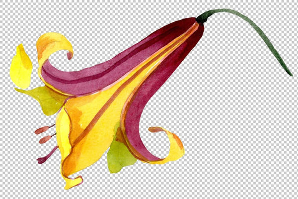 Yellow lily flower Watercolor png Flower