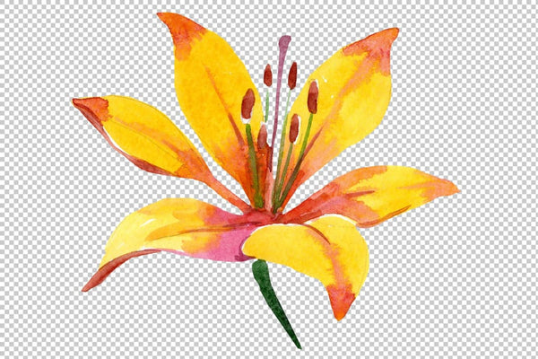 Yellow lily flower Watercolor png Flower