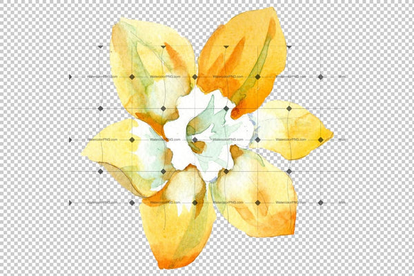 Yellow Narcissus Watercolor png Flower