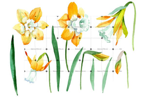 Yellow Narcissus Watercolor png Flower